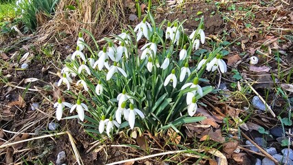 Snowdrop flowers (Galanthus nivalis) in spring