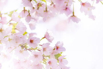 Obraz premium 桜花アップ