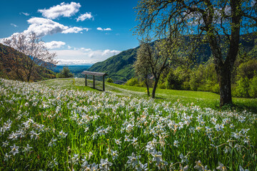 Blooming white daffodil flowers on the green hills in Slovenia
