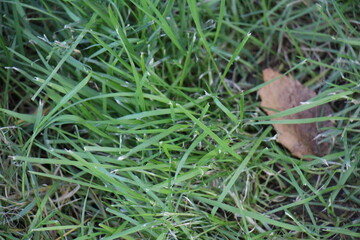 texture nature