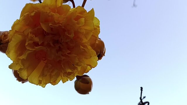 Cochlospermum regium or Yellow cotton, Silk Cotton Tree, Yellow silk, Cotton tree, Butter-Cup (Double), Torchwood flowers are blooming in winter of January. Blue sky background. Chiang Mai Thailand.