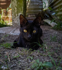 Gato negro bellos ojos