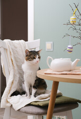 Animal at home. Pet cat is lying on chair in cosy living room. Ceramic vase with spring branches...