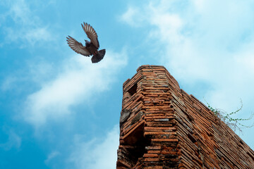 A flying pigeon and ancient ruins in Ayutthaya