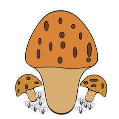mushrooms