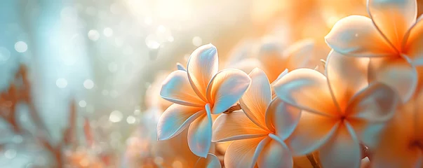 Gordijnen Plumeria or frangipani in spring with sun ray and flare and bokeh, flower background © Jusmin