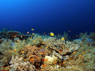 Fototapeta na wymiar A diverse coral reef in the Red Sea