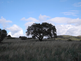 Sardegna