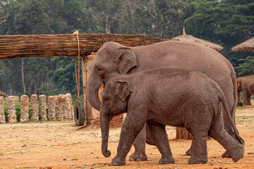 Femelle éléphant et son bébé de profil marchant © DamienR