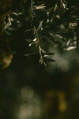 Ramo de folhas de oliveira