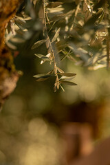 Ramo de folhas de oliveira