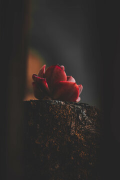 cato de folhas vermelhas, flor de decora&ccedil;&atilde;o