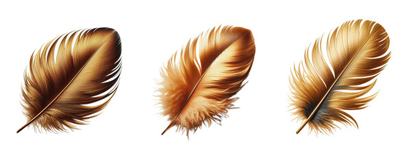 set of golden feather. isolate on transparent background