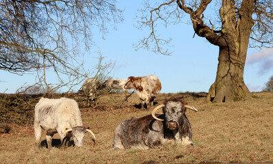 Group of English Longhorn cows, Derbyshire England
