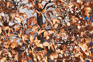 Crisp brown autumn leaves clinging to bare branches against a pale blue sky evoke seasonal change. - Powered by Adobe