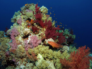 Naklejka na ściany i meble A colourful Red Sea coral reef 