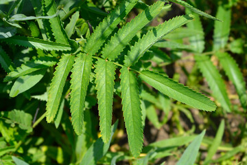 White Oriental Burnet leaves