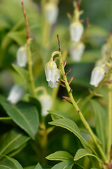 Japanese pieris Purity flowers