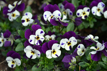 Horned violet flowers