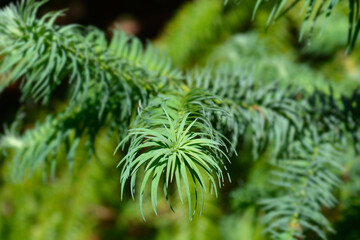 Chinese fir branch