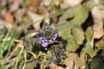 Ground-ivy flowers