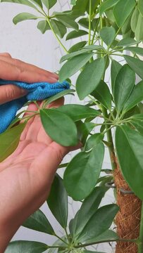 A womens hands , wiping the green leaves of the scheffler flower at home