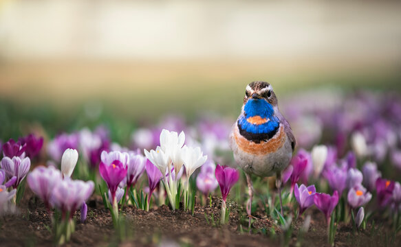 bluethroat bird walks in the spring among the snowdrop flowers