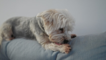 Yorkshire terrier licking because allergy