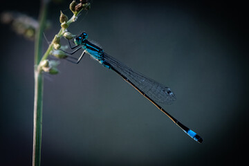Dragonfly on flower