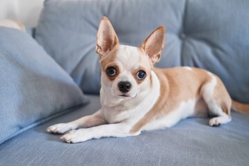 A small chihuahua lying alert on a blue sofa, looking into the camera with large, expressive eyes.