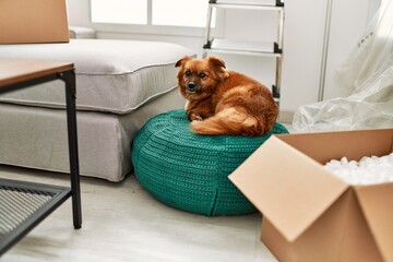 A relaxed dog lounges on a knitted pouf amidst moving boxes in a bright, modern apartment.