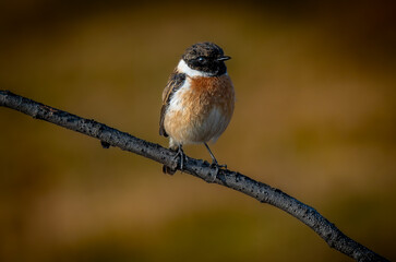 European Stonechat on branch, near river at morning.