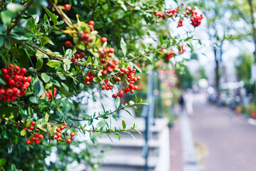 Vibrant red berries on leafy green shrub lining a peaceful urban street, evoking serene city life.