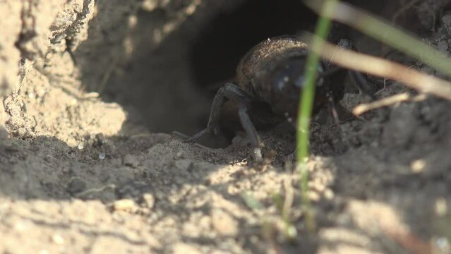 Gryllus Campestris, or Field Cricket, sitting on ground ready to jump, peeks out of hole. Insect Macro view in wildlife