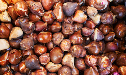 Close-up of fresh, organic tulip bulbs in a market setting, symbolizing horticulture, agriculture, and gardening.