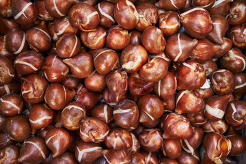 Close-up of fresh brown tulip bulbs in abundance at a dutch flower market.