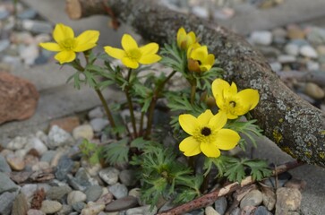 Spring blooming yellow Anemone gortschakowii