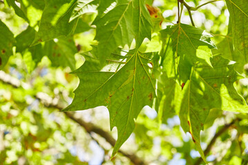 A close-up shot of sunlit green maple leaves against a clear blue sky.