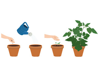 Beans are about to sprout on a white background.