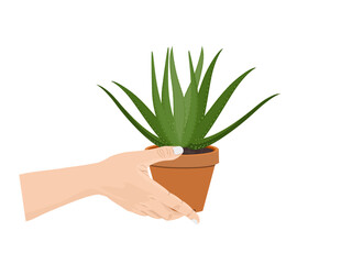 Aloe vera on a white background.