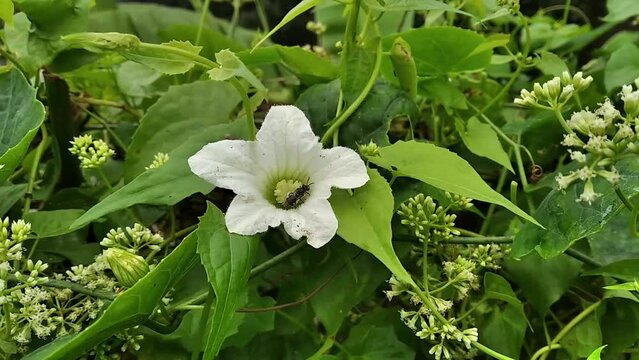 Beautiful Petal Flower and Honey bee in southeast Asia Bangladesh  