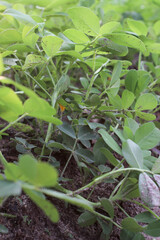 Portrait of Fresh green peanuts growing in a field, Peanuts are also known as peanuts, goober, pindar, or monkey nuts.