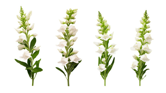 Collection of Snapdragon Flowers, Buds, and Leaves in Digital Art 3D Set, Perfect for Perfume and Essential Oil Designs - Vibrant Floral Elements Isolated on Transparent Background for Garden