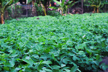 Portrait of Fresh green peanuts growing in a field, Peanuts are also known as peanuts, goober,...