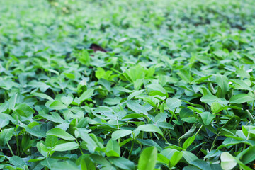 Portrait of Fresh green peanuts growing in a field, Peanuts are also known as peanuts, goober, pindar, or monkey nuts.