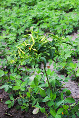 White and red chili fruit in the garden. Chili or white chilies on a farmer's plantation.