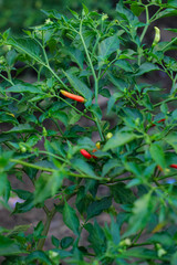 White and red chili fruit in the garden. Chili or white chilies on a farmer's plantation.