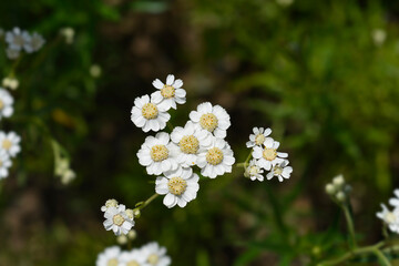 Sneezewort yarrow flowers