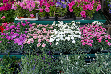 Bright color blossom in an open air market background texture. Variety of flower in flowerpot.