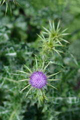 Milk thistle flowers